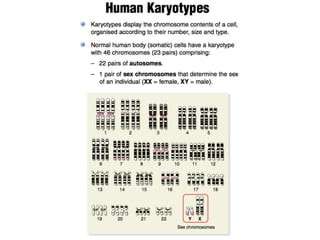 DNA, Genes and the Continuity of Life | PPTX