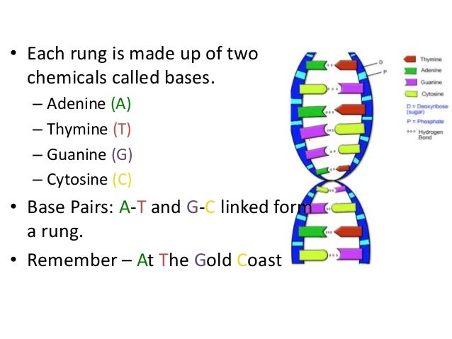 What Are The Four Building Blocks Of Dna What Are The Four Building Blocks Of Dna