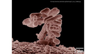 PD: http://commons.wikimedia.org/wiki/Image:E_coli_at_10000x.jpg
 