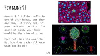 How many???
Around 2.5 billion cells in
one of your hands, but they
are tiny. If every cell in
your hand was the size of a
grain of sand, your hand
would be the size of a bus!
Each cell has its own job.
But how does each cell know
what job to do?
[5,6]
 