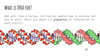 What is DNA for?
DNA acts like a recipe, telling our bodies how to develop and
how to work. There are about 1.5 gigabytes of information in
each cell[2].
[2]
 