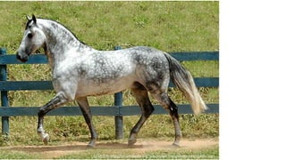 CCSA 2.5: http://en.wikipedia.org/wiki/Image:Mangalarga_Marchador.jpg
 