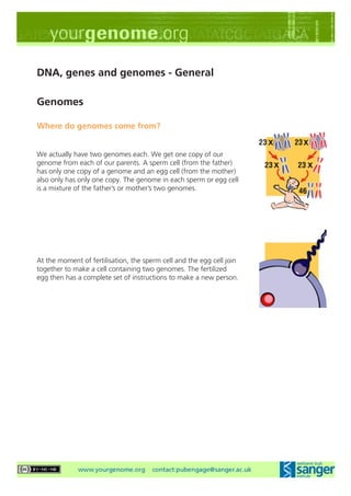 DNA, genes and genomes - General

Genomes

Where do genomes come from?


We actually have two genomes each. We get one copy of our
genome from each of our parents. A sperm cell (from the father)
has only one copy of a genome and an egg cell (from the mother)
also only has only one copy. The genome in each sperm or egg cell
is a mixture of the father’s or mother’s two genomes.




At the moment of fertilisation, the sperm cell and the egg cell join
together to make a cell containing two genomes. The fertilized
egg then has a complete set of instructions to make a new person.
 