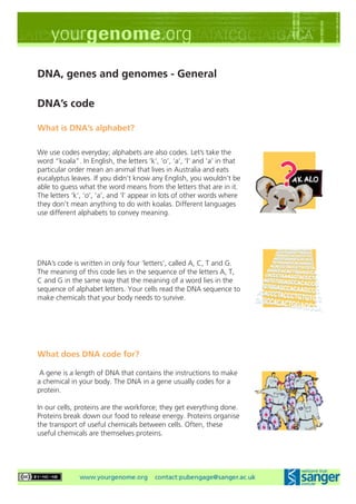 DNA, genes and genomes - General

DNA’s code

What is DNA’s alphabet?

We use codes everyday; alphabets are also codes. Let’s take the
word “koala”. In English, the letters ‘k’, ‘o’, ‘a’, ‘l’ and ‘a’ in that
particular order mean an animal that lives in Australia and eats
eucalyptus leaves. If you didn’t know any English, you wouldn’t be
able to guess what the word means from the letters that are in it.
The letters ‘k’, ‘o’, ‘a’, and ‘l’ appear in lots of other words where
they don’t mean anything to do with koalas. Different languages
use different alphabets to convey meaning.




DNA’s code is written in only four ‘letters’, called A, C, T and G.
The meaning of this code lies in the sequence of the letters A, T,
C and G in the same way that the meaning of a word lies in the
sequence of alphabet letters. Your cells read the DNA sequence to
make chemicals that your body needs to survive.




What does DNA code for?

 A gene is a length of DNA that contains the instructions to make
a chemical in your body. The DNA in a gene usually codes for a
protein.

In our cells, proteins are the workforce; they get everything done.
Proteins break down our food to release energy. Proteins organise
the transport of useful chemicals between cells. Often, these
useful chemicals are themselves proteins.
 
