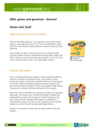 DNA, genes and genomes - General

Genes and ‘junk’

What does the rest of the DNA do?


 Most of the DNA sequence in our genome is not used to make
protein; amazingly only 2% of it is! The rest of the DNA is made
up of the same letters as coding DNA but it doesn’t have the same
meaning.

Quite simply, we don’t know what some of our genome does.
The bits of DNA we don’t understand have often been called ‘junk
DNA’. However, the more we learn about what’s in the ‘junk’, the
more it seems better to call it ‘noncoding DNA’ instead.




Controls and repeats

Some noncoding sequences enable our cells to produce different
amounts of proteins at different times. For example, control
sequences contain instructions to tell the cell how to switch genes
on and off. Other noncoding sequences are part of genes, but
don’t directly code for proteins. These are thought to help the cell
to generate a number of different proteins from one gene.

More than half of the DNA in our genome is made up of repeated
sequences. The result is as if a printer had made a mistake and
scattered lots of copies of one page of a book throughout the
story. Some of these repeated areas appear to stabilize the
chromosomes; others may have a role in spacing out the coding
sequences so that they can be activated independently.

We don’t know all the answers yet, but stay tuned for the next
update . . .
 