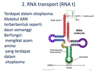 2. RNA transport (RNA t)
Terdapat dalam sitoplasma.
Molekul ARN
terberbentuk seperti
daun semanggi
Berfungsi:
mengikat asam
amino
yang terdapat
dalam
sitoplasma
Print by Aidatul fitri 10
 