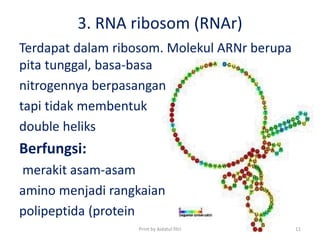 3. RNA ribosom (RNAr)
Terdapat dalam ribosom. Molekul ARNr berupa
pita tunggal, basa-basa
nitrogennya berpasangan
tapi tidak membentuk
double heliks
Berfungsi:
merakit asam-asam
amino menjadi rangkaian
polipeptida (protein
Print by Aidatul fitri 11
 