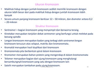 Ukuran Kromosom
• Makhluk hidup dengan jumlah kromosom sedikit memiliki kromosom dengan
ukuran lebih besar dari pada makhluk hidup dengan jumlah kromosom lebih
banyak
• Secara umum panjang kromosom berkisar 12 – 50 mikron, dan diameter antara 0,2
– 20 mikron
Struktur Kromosom
• Sentromer = bagian kromosom yang menyempit dan berwarna terang.
• Kinetokor merupakan tonjolan dekat sentromer yang berfungsi untuk melekat pada
benang spindle
• Lengan kromosom merupakan badan yang terbagi oleh sentromer.lengan
kromosom tersusun atas selaput, matriks dan kromonemata.
• Kromatid merupakan hasil duplikasi dari kromosom
• Kromonemata pita berbentuk spiral dalam kromosom
• Kromomer merupakan bahan protein yang mengendap di dalam kromonemata
• Telomer merupakan bagian dari ujung kromosom yang menghalangi
bersambungnyA kromosom yang satu dengan kromosom lain
• Satelit merupakan tambahan pada ujung kromosom.Print by Aidatul fitri 18
 