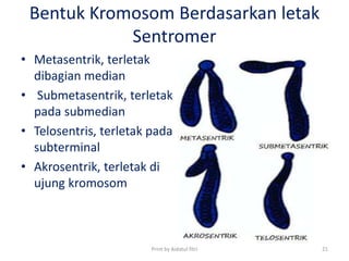 Bentuk Kromosom Berdasarkan letak
Sentromer
• Metasentrik, terletak
dibagian median
• Submetasentrik, terletak
pada submedian
• Telosentris, terletak pada
subterminal
• Akrosentrik, terletak di
ujung kromosom
Print by Aidatul fitri 21
 