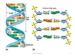 Dna Gen Dan Kromosom