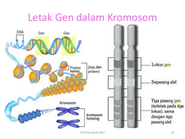 Letak Dna Dalam Sel Yaitu - DNA Informasi