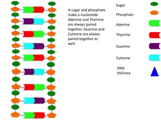Sugar
A sugar and phosphate
make a nucleotide.
Adenine and Thymine
are always paired
together. Guanine and
Cytosine are always
paired together as
well.

Phosphate
Adenine
Thymine
Guanine
Cytosine
DNA
Helicase

 