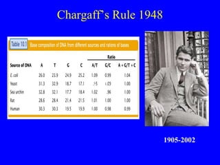 Chargaff’s Rule 1948
1905-20021905-20021905-2002
1905-2002
 