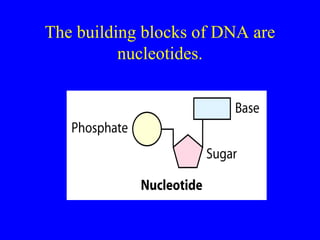 The building blocks of DNA are
nucleotides.
 