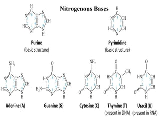 Nitrogenous Bases
 
