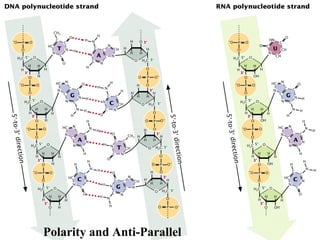Polarity and Anti-Parallel
 