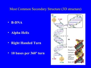 Most Common Secondary Structure (3D structure)
• B-DNA
• Alpha Helix
• Right Handed Turn
• 10 bases per 360º turn
 