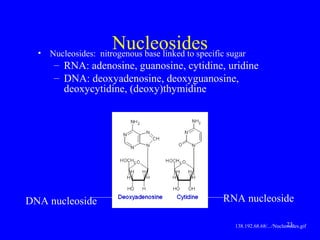 23
Nucleosides• Nucleosides: nitrogenous base linked to specific sugar
– RNA: adenosine, guanosine, cytidine, uridine
– DNA: deoxyadenosine, deoxyguanosine,
deoxycytidine, (deoxy)thymidine
138.192.68.68/.../Nucleosides.gif
DNA nucleoside RNA nucleoside
 