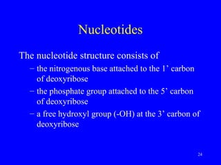 24
Nucleotides
The nucleotide structure consists of
– the nitrogenous base attached to the 1’ carbon
of deoxyribose
– the phosphate group attached to the 5’ carbon
of deoxyribose
– a free hydroxyl group (-OH) at the 3’ carbon of
deoxyribose
 
