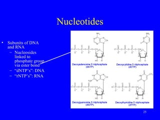 25
Nucleotides
• Subunits of DNA
and RNA
– Nucleosides
linked to
phosphate group
via ester bond
– “dNTP’s”: DNA
– “rNTP’s”: RNA
 