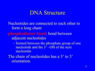 26
DNA Structure
Nucleotides are connected to each other to
form a long chain
phosphodiester bond: bond between
adjacent nucleotides
– formed between the phosphate group of one
nucleotide and the 3’ –OH of the next
nucleotide
The chain of nucleotides has a 5’ to 3’
orientation.
 