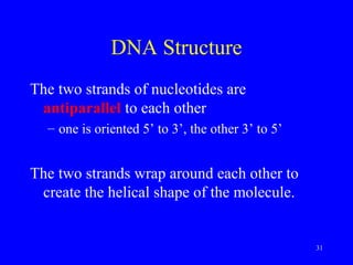 31
DNA Structure
The two strands of nucleotides are
antiparallel to each other
– one is oriented 5’ to 3’, the other 3’ to 5’
The two strands wrap around each other to
create the helical shape of the molecule.
 