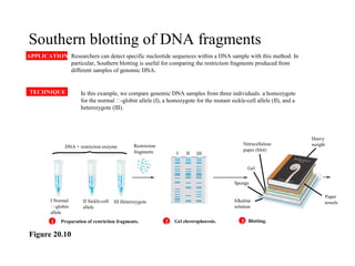 • Southern blotting of DNA fragments
APPLICATION Researchers can detect specific nucleotide sequences within a DNA sample with this method. In
particular, Southern blotting is useful for comparing the restriction fragments produced from
different samples of genomic DNA.
TECHNIQUE In this example, we compare genomic DNA samples from three individuals: a homozygote
for the normal -globin allele (I), a homozygote for the mutant sickle-cell allele (II), and a
heterozygote (III).
DNA + restriction enzyme Restriction
fragments I II III
I Normal
-globin
allele
II Sickle-cell
allele
III Heterozygote
Preparation of restriction fragments. Gel electrophoresis. Blotting.
Gel
Sponge
Alkaline
solution
Nitrocellulose
paper (blot)
Heavy
weight
Paper
towels
1 2 3
Figure 20.10
 