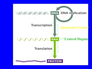 Central Dogma
Information Transfer
 