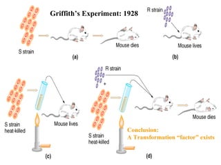Griffith’s Experiment: 1928
Conclusion:
A Transformation “factor” exists
 