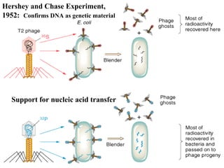 Support for nucleic acid transfer
Hershey and Chase Experiment,
1952: Confirms DNA as genetic material
 