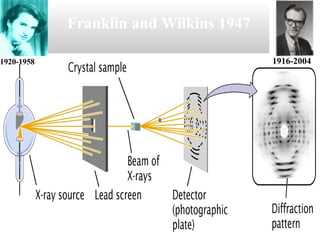 Franklin and Wilkins 1947
1920-1958 1916-2004
 