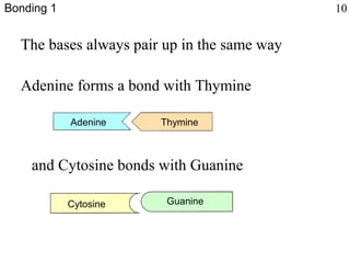 The bases always pair up in the same way
Adenine forms a bond with Thymine
and Cytosine bonds with Guanine
Bonding 1 10
Adenine Thymine
Cytosine Guanine
 