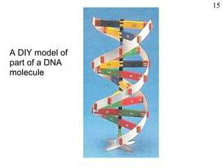 A DIY model of
part of a DNA
molecule
15
 