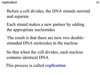 Before a cell divides, the DNA strands unwind
and separate
Each strand makes a new partner by adding
the appropriate nucleotides
The result is that there are now two double-
stranded DNA molecules in the nucleus
So that when the cell divides, each nucleus
contains identical DNA
This process is called replication
replication 16
 