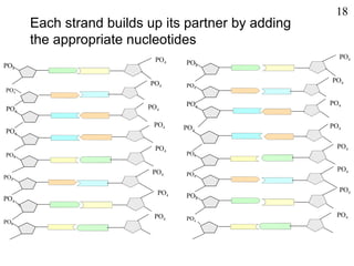 PO4
PO4
PO4
PO4
PO4
PO4
PO4
PO4
PO4
PO4
PO4
PO4
PO4
PO4
PO4
PO4
PO4
PO4
PO4
PO4
PO4
PO4
PO4
PO4
PO4
PO4
PO4
PO4
PO4
PO4
PO4
PO4
Each strand builds up its partner by adding
the appropriate nucleotides
18
 