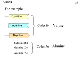 For example
Cytosine
Adenine Codes for Valine
Cytosine (C)
Guanine (G)
Adenine (A)
Codes for Alanine
Thymine
Coding 21
 