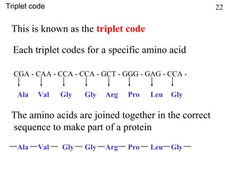 This is known as the triplet code
Each triplet codes for a specific amino acid
CGA - CAA - CCA - CCA - GCT - GGG - GAG - CCA -
Ala Val Gly Gly Arg Pro Leu Gly
Ala Val Gly Gly Arg Pro Leu Gly
The amino acids are joined together in the correct
sequence to make part of a protein
Triplet code 22
 