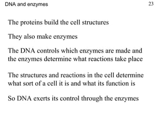 The proteins build the cell structures
They also make enzymes
The DNA controls which enzymes are made and
the enzymes determine what reactions take place
The structures and reactions in the cell determine
what sort of a cell it is and what its function is
So DNA exerts its control through the enzymes
DNA and enzymes 23
 
