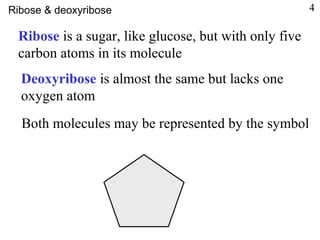 Ribose is a sugar, like glucose, but with only five
carbon atoms in its molecule
Deoxyribose is almost the same but lacks one
oxygen atom
Both molecules may be represented by the symbol
Ribose & deoxyribose 4
 