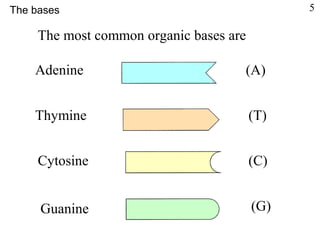 The most common organic bases are
Adenine (A)
Thymine (T)
Cytosine (C)
Guanine (G)
The bases 5
 