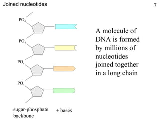 A molecule of
DNA is formed
by millions of
nucleotides
joined together
in a long chain
PO4
PO4
PO4
PO4
sugar-phosphate
backbone
+ bases
Joined nucleotides 7
 
