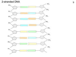 PO4
PO4
PO4
PO4
PO4
PO4
PO4
PO4
PO4
PO4
PO4
PO4
PO4
PO4
PO4
PO4
2-stranded DNA 9
 