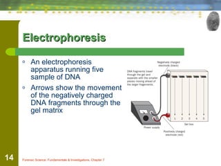 Dna in forensics | PPT