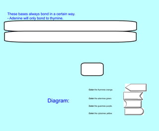 These bases always bond in a certain way.
- Adenine will only bond to thymine.
- Guanine will only bond with cytosine.
This is known as the "Base-Pair Rule."
The bases can occur in any order along a strand of DNA.
The order of these bases is the code that contains the instructions.
Color the thymines orange.
Color the adenines green.
Color the guanines purple.
Color the cytosines yellow.
Diagram:
 