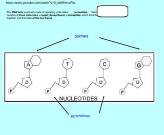 The DNA helix is actually made of repeating units called nucleotides. Each nucleotide
consists of three molecules: a sugar (deoxyribose), a phosphate, which links the sugars
together, and then one of the four bases.
purines
pyramidines
https://www.youtube.com/watch?v=0_b80fHmuWw
 
