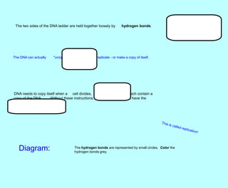 The two sides of the DNA ladder are held together loosely by hydrogen bonds.
The DNA can actually "unzip" when it needs to replicate - or make a copy of itself.
DNA needs to copy itself when a cell divides, so that the new cells each contain a
copy of the DNA. Without these instructions, the new cells wouldn't have the
correct information
Diagram: The hydrogen bonds are represented by small circles. Color the
hydrogen bonds grey.
 