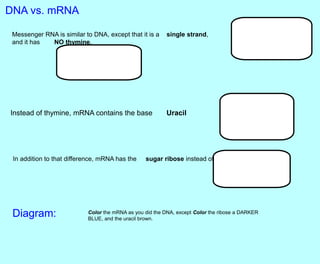 Messenger RNA is similar to DNA, except that it is a single strand,
and it has NO thymine.
Instead of thymine, mRNA contains the base Uracil
DNA vs. mRNA
In addition to that difference, mRNA has the sugar ribose instead of deoxyribose.
Diagram: Color the mRNA as you did the DNA, except Color the ribose a DARKER
BLUE, and the uracil brown.
 