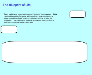 The Blueprint of Life:
Every cell in your body has the same "blueprint" or the same DNA.
Like the blueprints of a house tell the builders how to construct a
house, the cellular DNA "blueprint" tells the cell how to build the
organism. Yet, how can a heart be so different from a brain if all
the cells contain the same instructions?
a cell has the ability to turn off most genes and only work with the genes necessary to do a
job
 