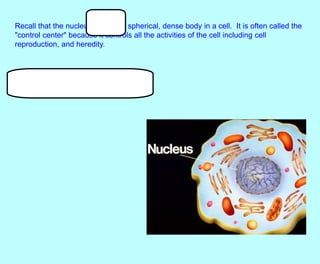 Recall that the nucleus is a small spherical, dense body in a cell. It is often called the
"control center" because it controls all the activities of the cell including cell
reproduction, and heredity.
 