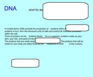 DNA short for deoxyribonucleic acid
In simple terms, DNA controls the production of proteins within the cell. These
proteins in turn, form the structural units of cells and control all chemical processes
within the cell.
Think of proteins as the building blocks for an organism, proteins make up your
skin, your hair, and parts of individual cells.
The proteins that are made largely determine how you look. The proteins that will be
made for your body are determined by the sequence of DNA in the nucleus.
 